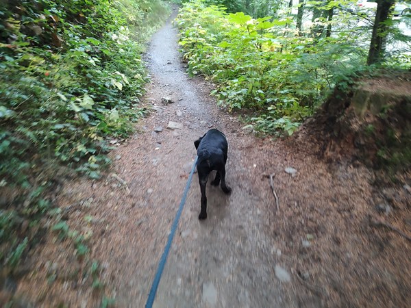 Trooper couldn't wait to get started. This is him pulling on the leash about 100 feet from the trailhead.