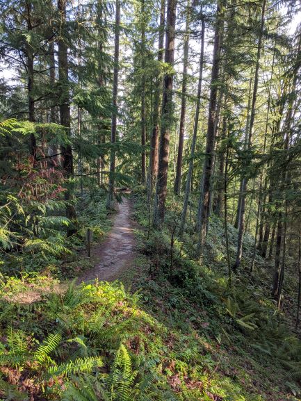 Cougar Mountain: Big Tree Ridge Trailhead — The Mountaineers