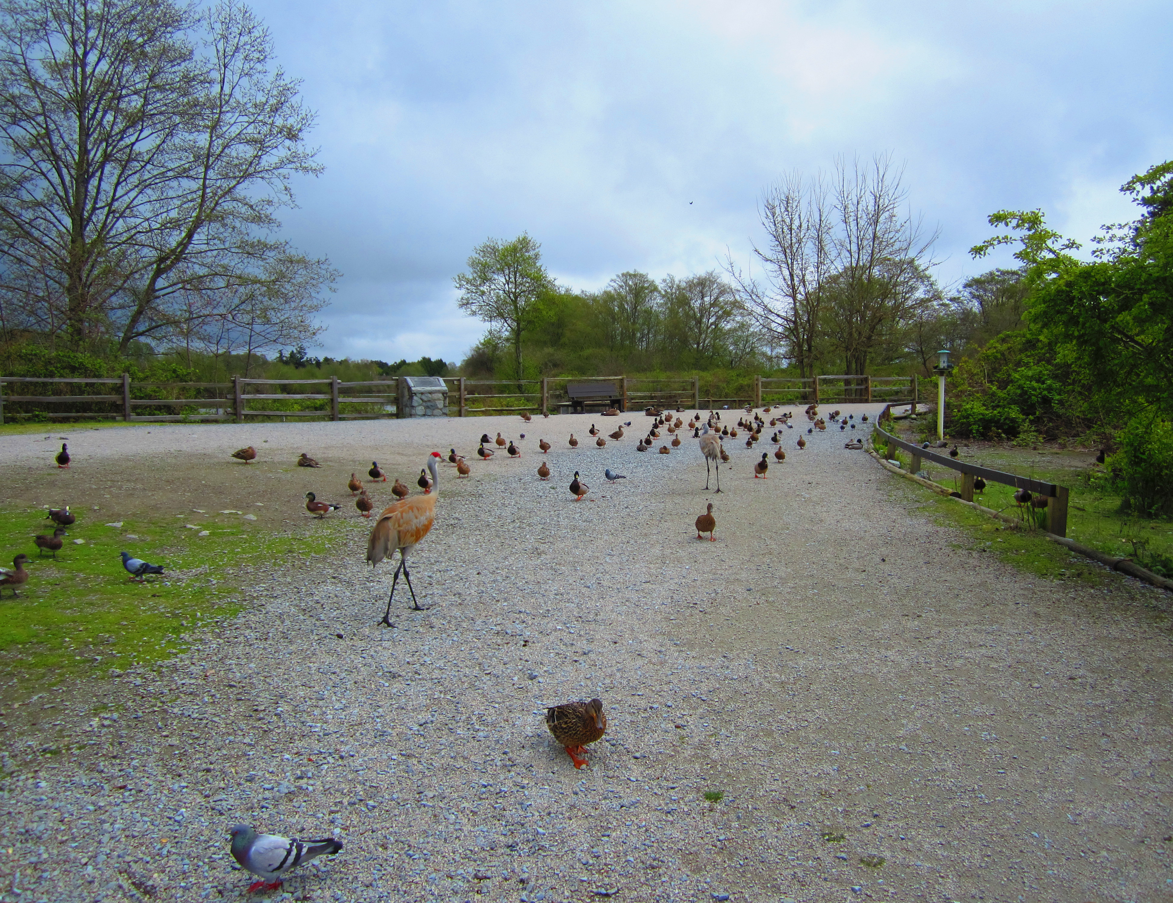 George C. Reifel Migratory Bird Sanctuary — The Mountaineers