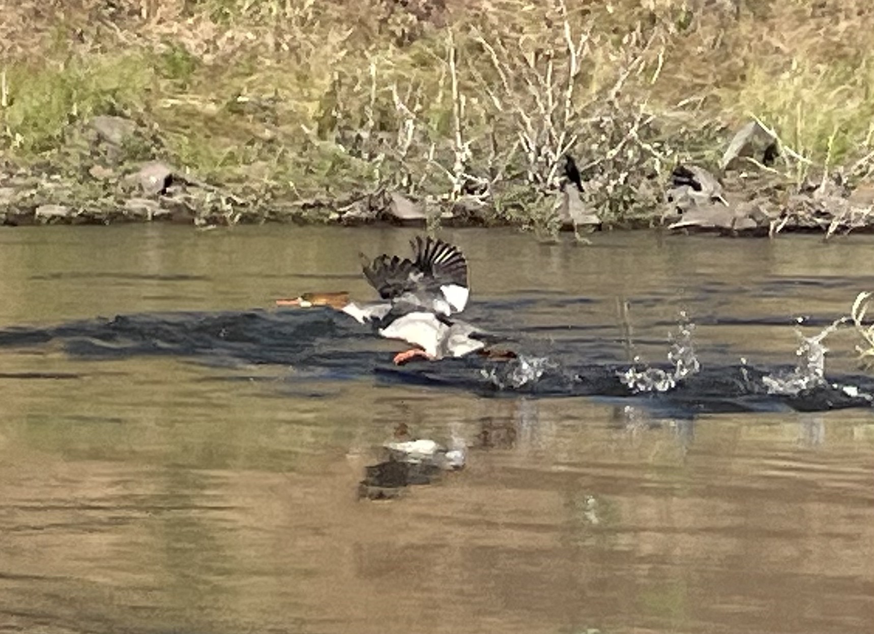 Uncommon Merganser.jpg