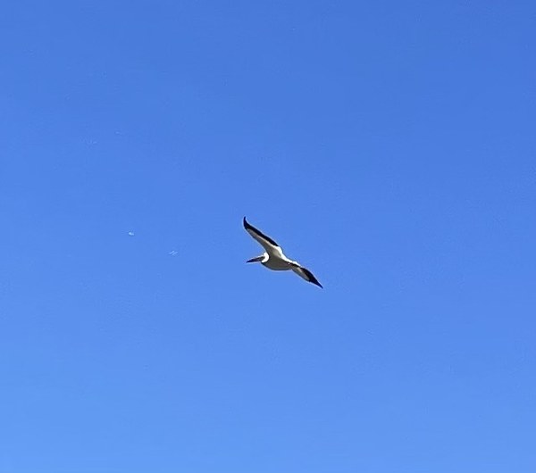 white pelican.jpg