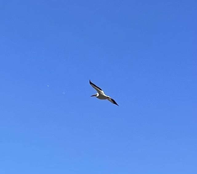 white pelican.jpg