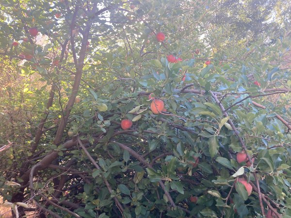 Apples at Rattlesnake Canyon