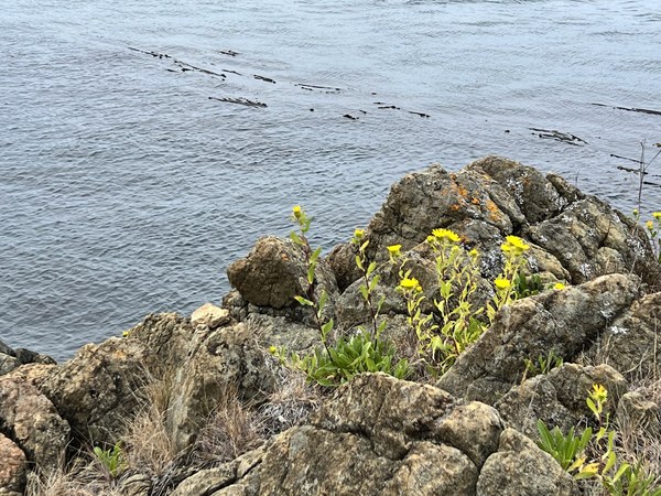 Rocks and flowers at lunch.jpg