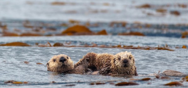 A close up image of two sea otters