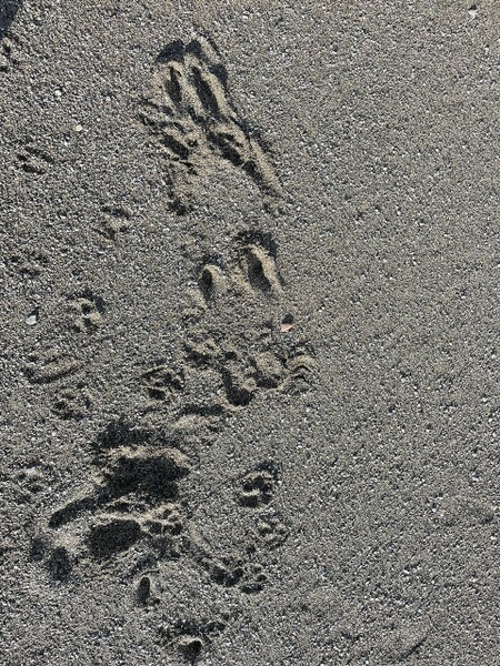 Print in sand from where a wolf lay down