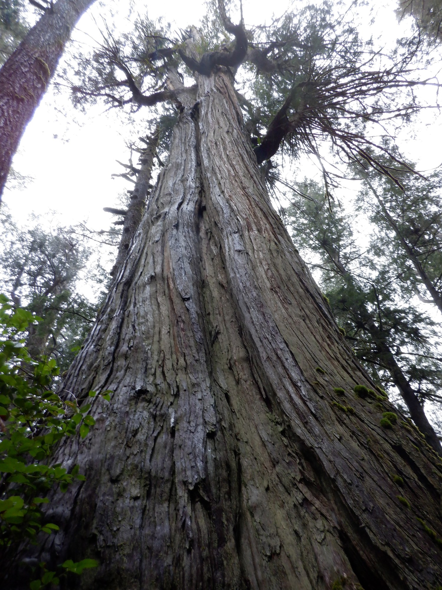 Willapa Bay & Long Island — The Mountaineers