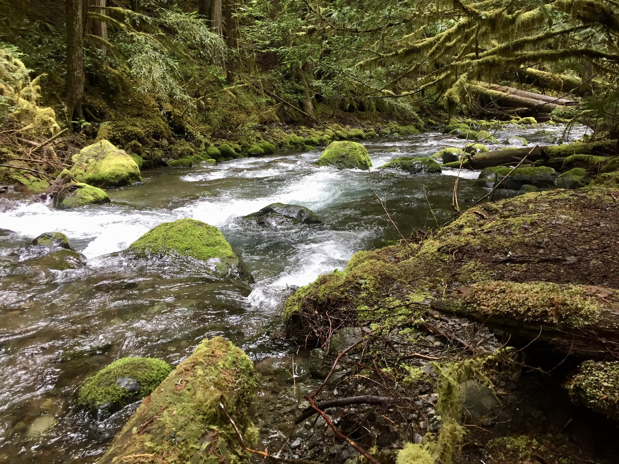 Day Hike - Lower Big Quilcene — The Mountaineers