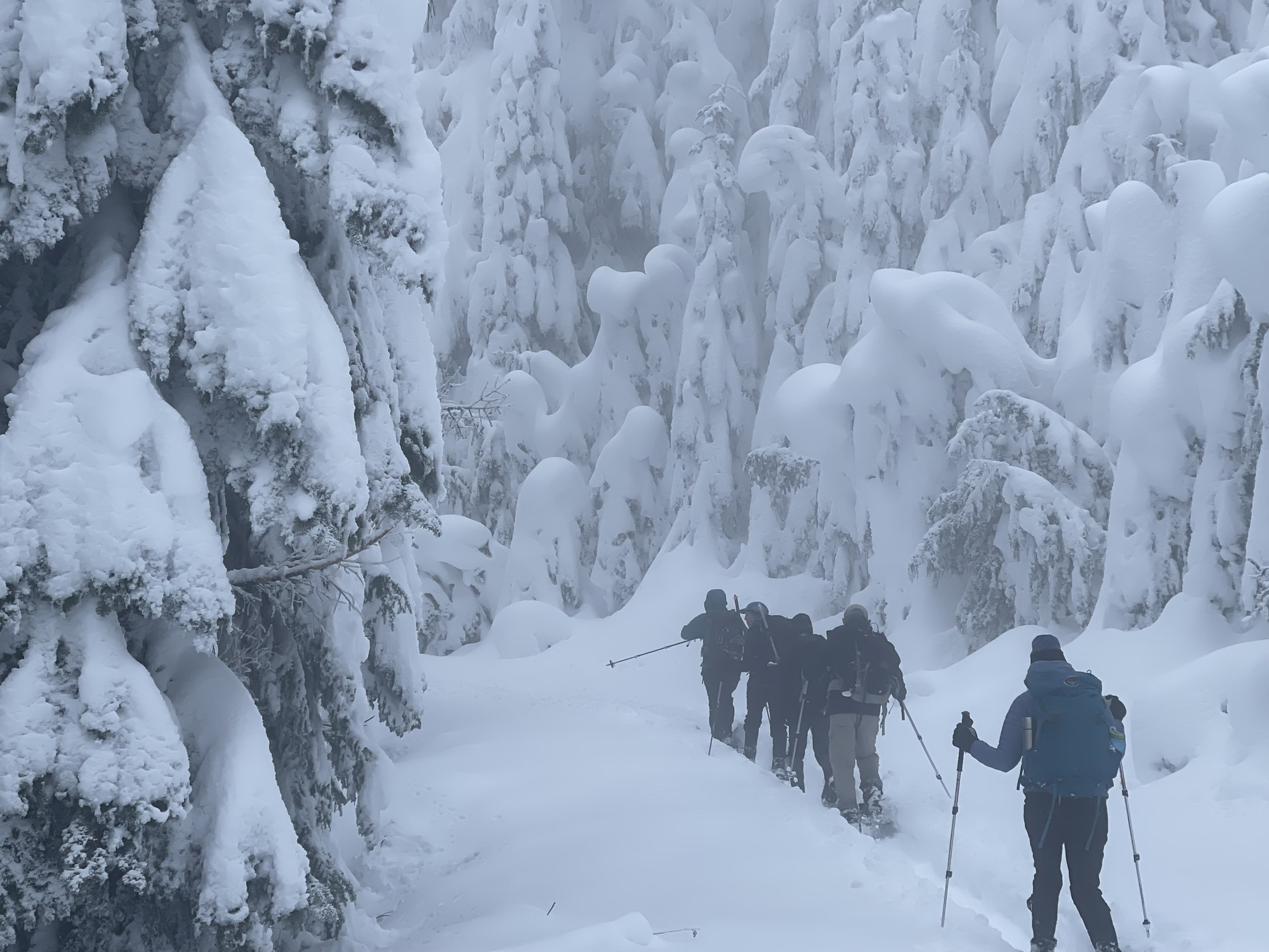 Intermediate Snowshoe - Olallie/Radio Mountain — The Mountaineers