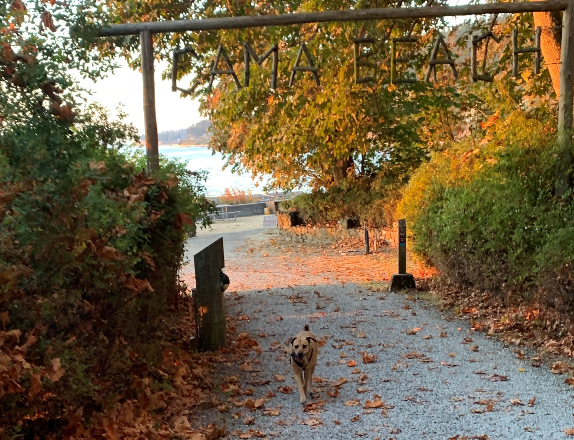 are dogs allowed at camano island state park