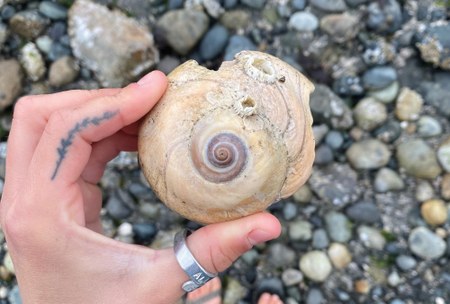 Did You Know? Moon Snails