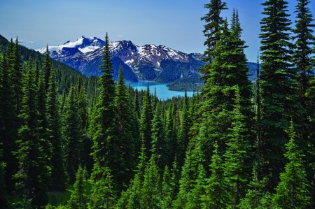 Ensuring a Sustainable Future for Northwest Forests