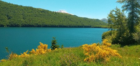 Eradicating Scotch Broom at Mt. St. Helens National Monument