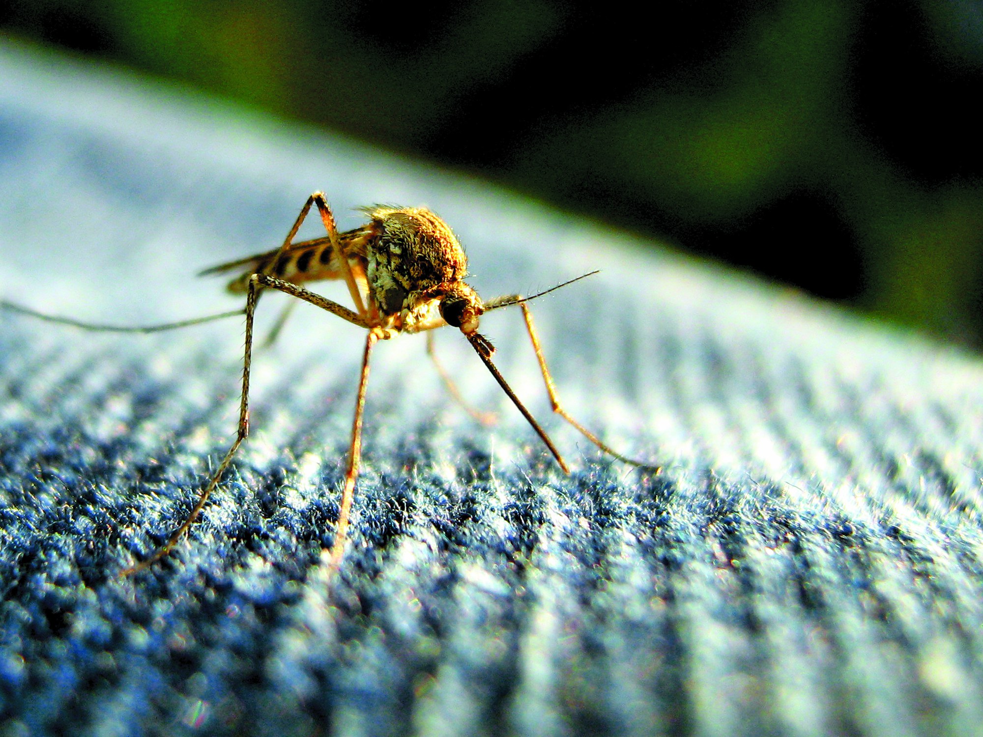 Essential Repellent: What You Need to Know to Survive the Battle