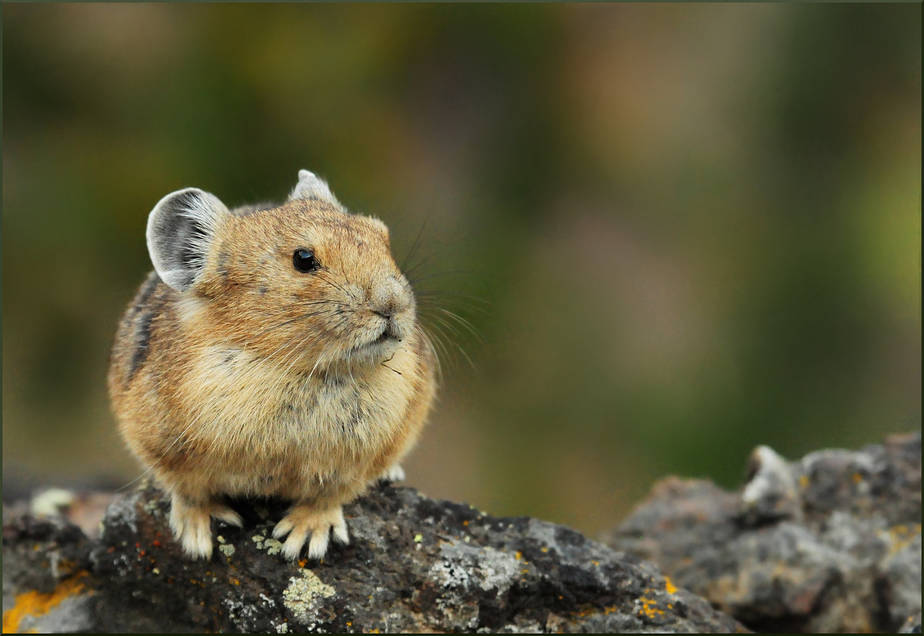 American pika disappearing from Western regions — High Country News – Know  the West