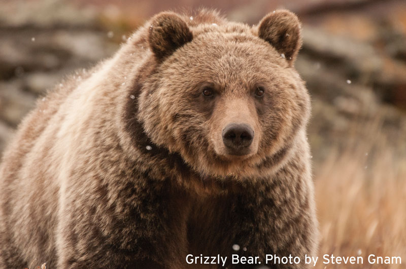 Grizzly Bear Death Rates Are Climbing - The New York Times