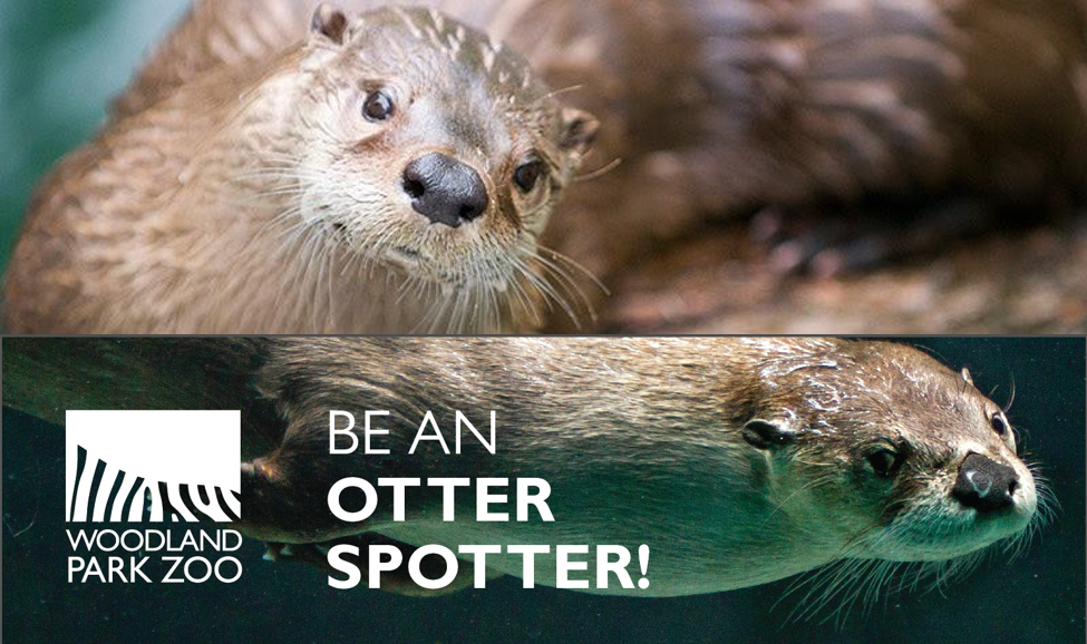 Happy World Otter Day Citizen Science Opportunity The Mountaineers