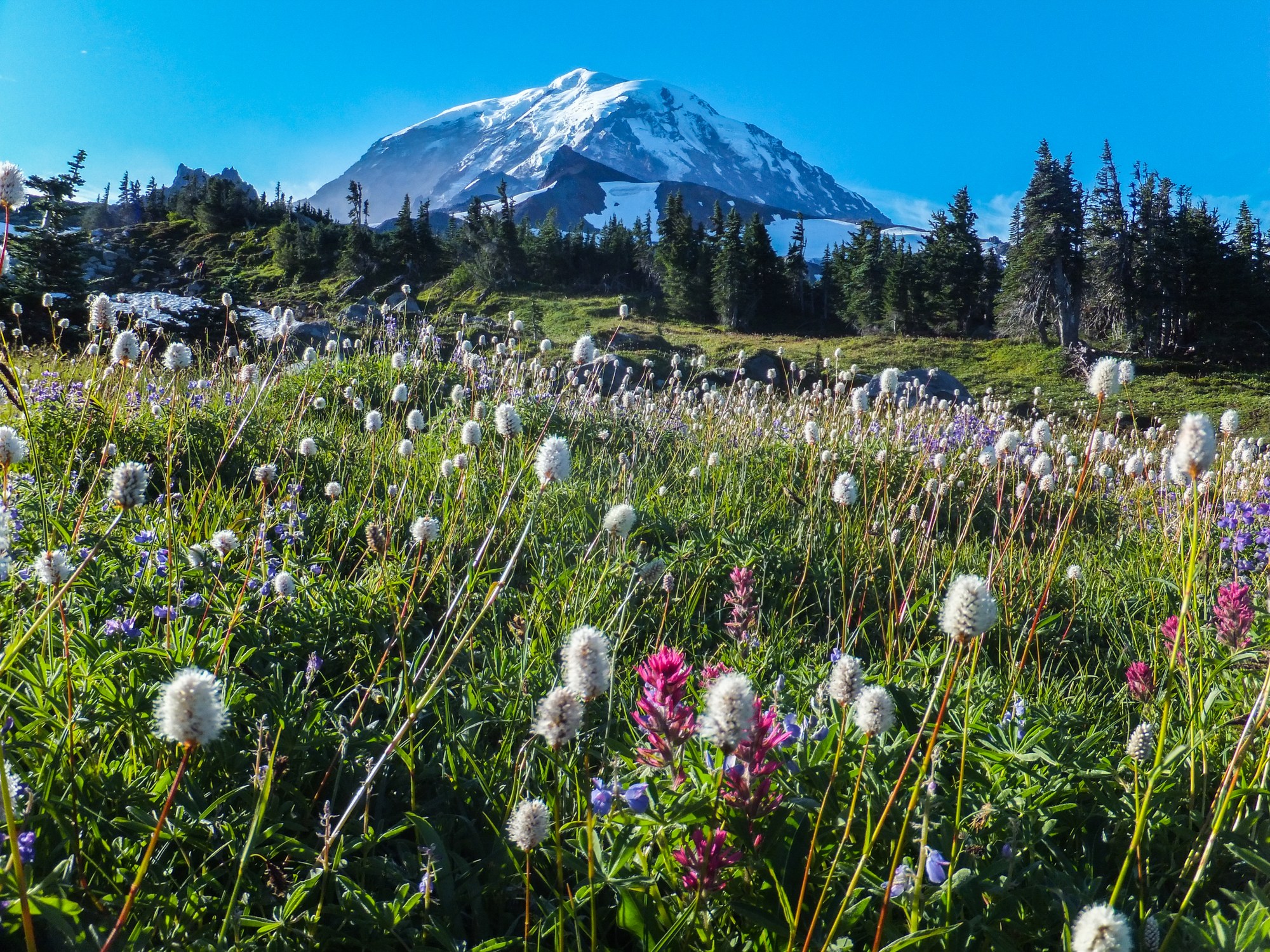 Mount Rainier National Parks asks for input on timed-entry reservations  during summer