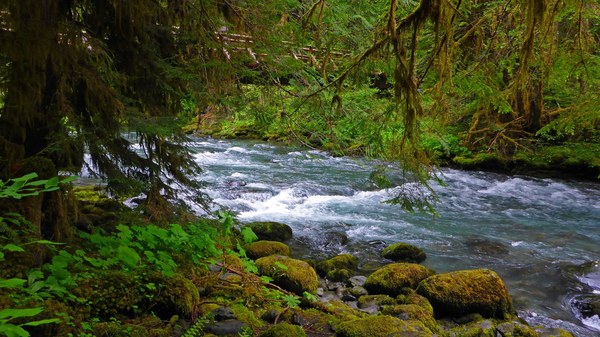Gray Wolf River and Bridge from South Side Campsite, Olympic National Forest. Photo by Ginger Sarver..jpg