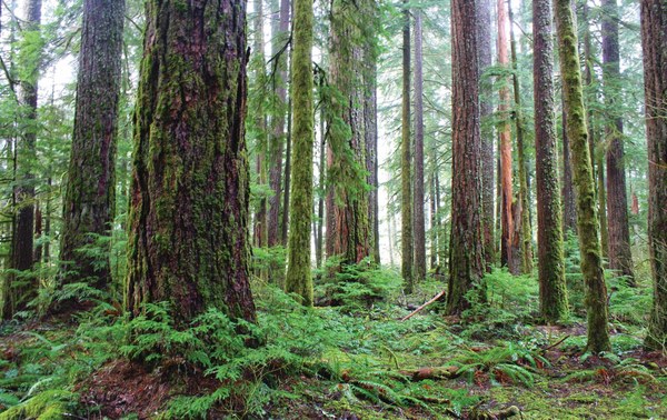 South fork Skokomish River Trail_Photo by U.S. Forest Service - Pacific Northwest Region.jpg