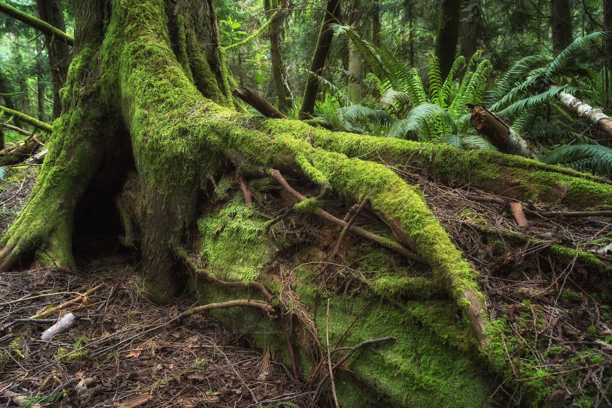 mother-tree-the-mountaineers