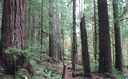 Shape the Future of Washington’s Forests