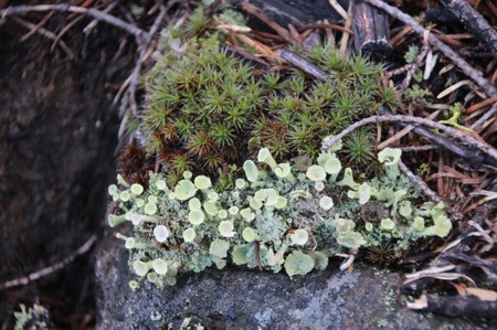 The Little Things: Moss Blankets and Raining Lichen — The Mountaineers