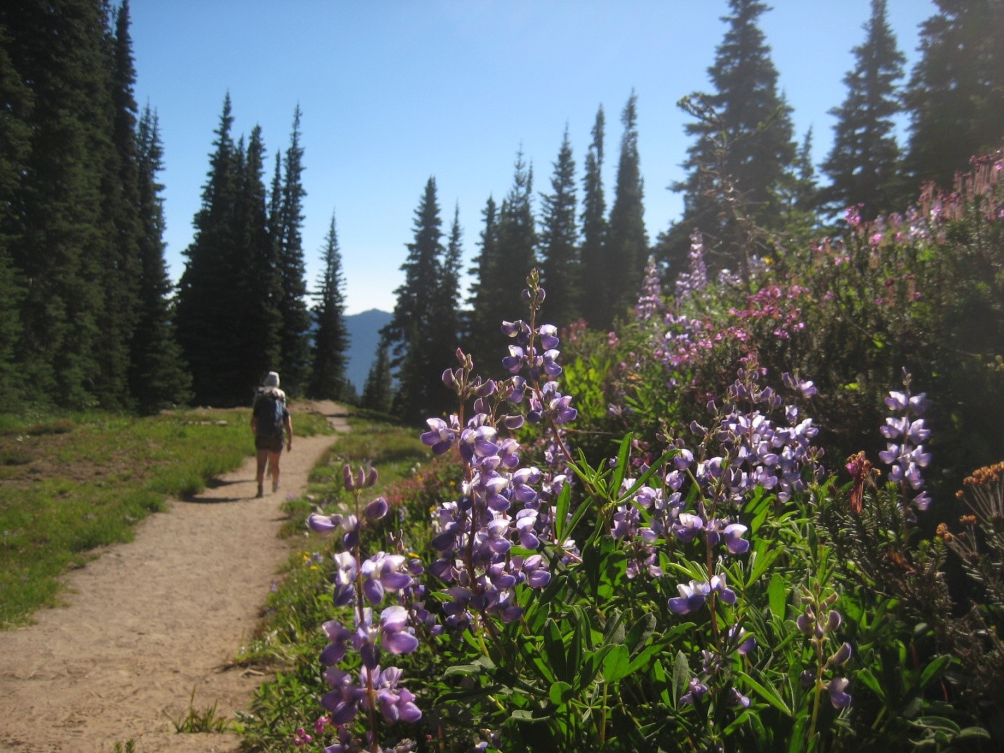 Trip Report: Upper Palisades Lake Trail — The Mountaineers