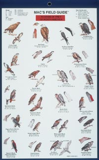 How to identify birds of prey