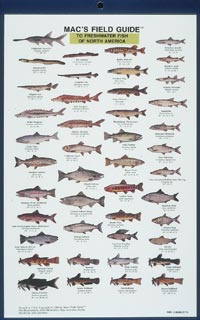 American Fishes