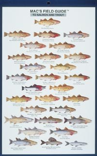 Mac's Field Guides: North American Salmon & Trout — Books