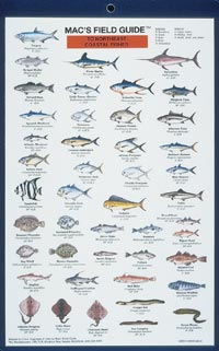Mac's Field Guides: Northeast Coastal Fish — Books