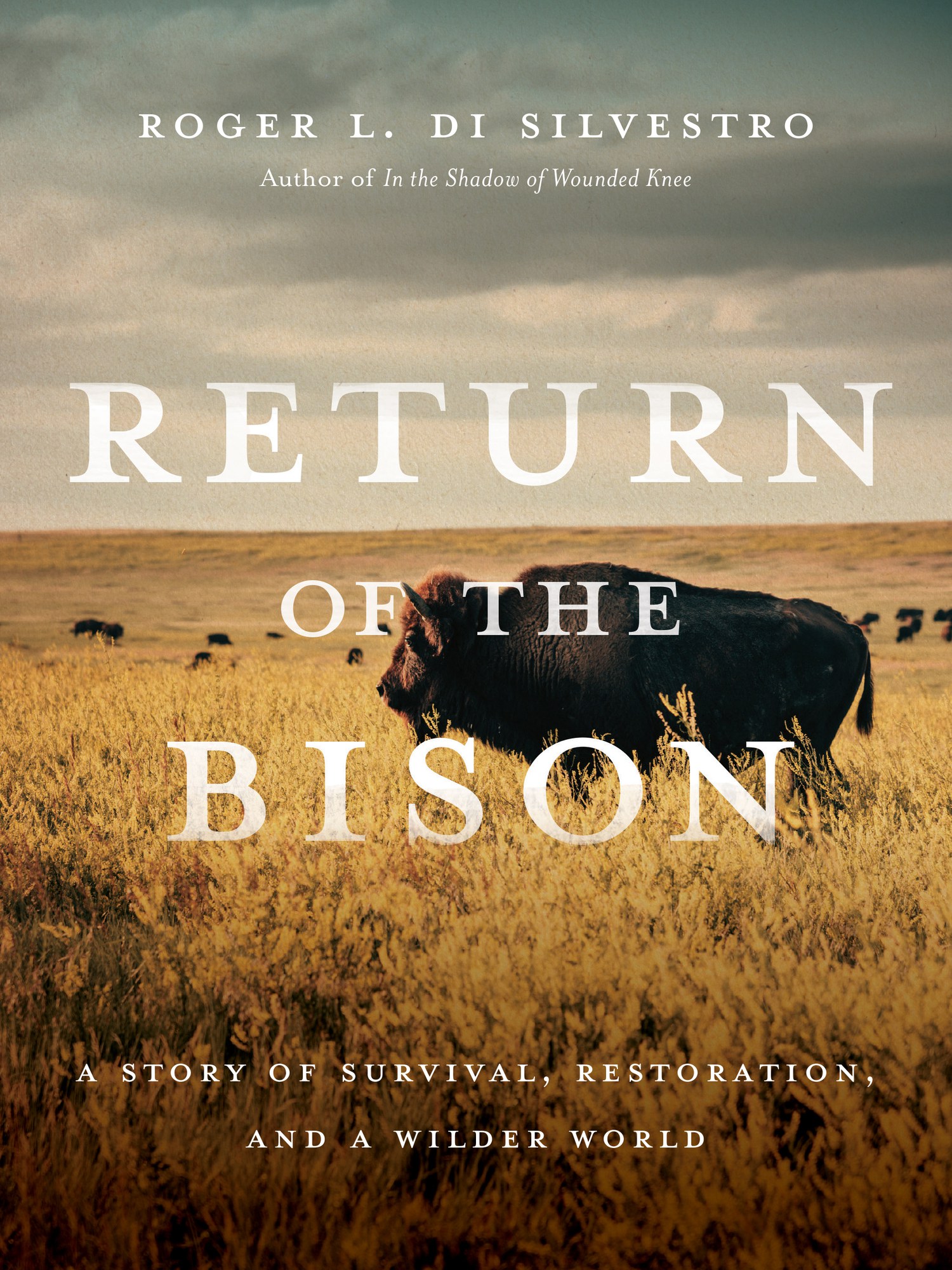 Finding Hope And Restoration: A Story Of The American Buffalo