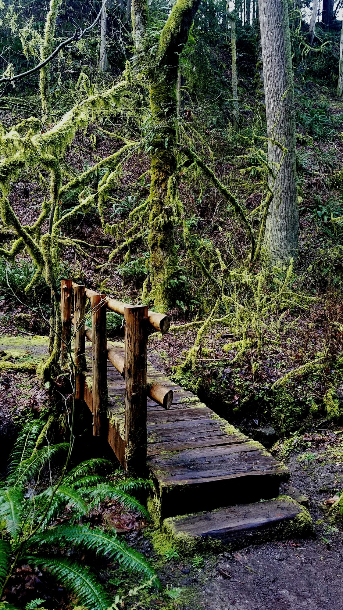 April Hikes 2.5 5 miles, 250 1,000 feet gain Licorice Fern Trail