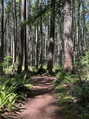 June GoHike Urban Walk:   3.5 to 6 miles, 400 to 1,500 feet gain (optional) - Bridle Trails State Park