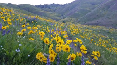 CHS 2 Hike - Sage Hills Trails