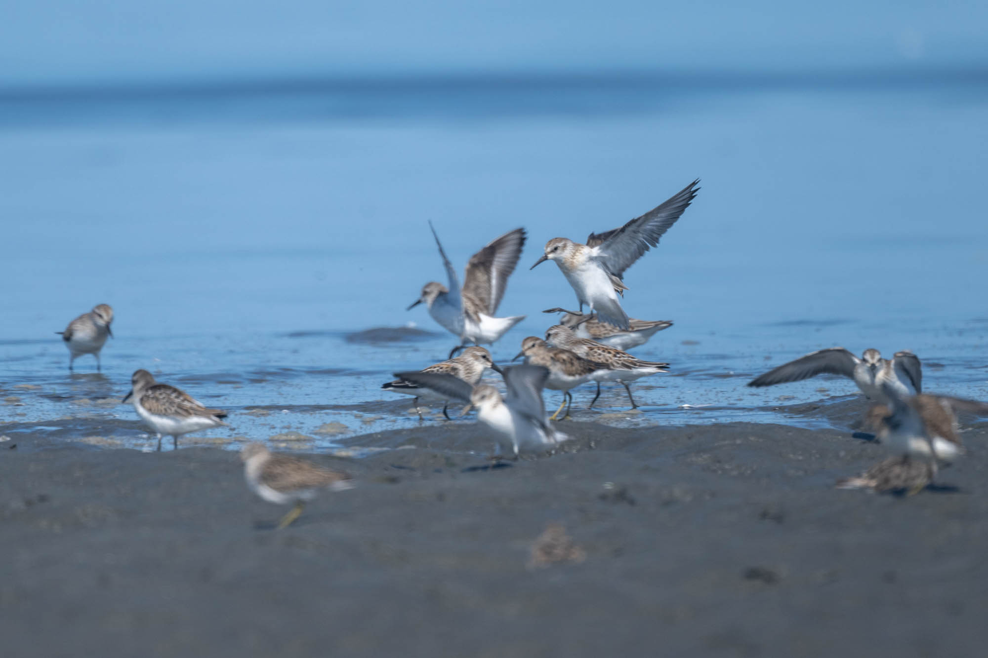 Introduction To Shorebirds Of The Pacific Northwest — The Mountaineers