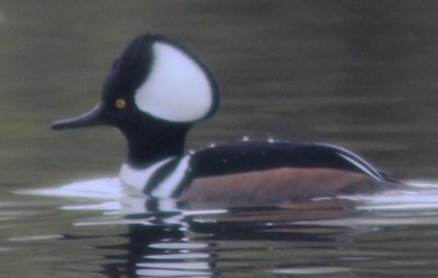 Fresh Water Ducks in Winter - Mountaineers Seattle Program Center