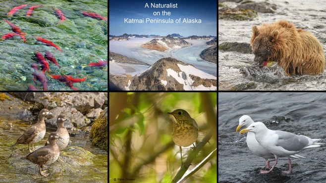 A Naturalist on the Katmai Peninsula of Alaska