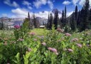 Intro to Backpacking Field Trip - Wonderland Trail: Longmire to Westside Road